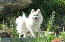 芬兰狐狸犬,国犬风采与狩猎传奇