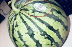 合肥网红吃瓜,揭秘幕后故事与热门话题